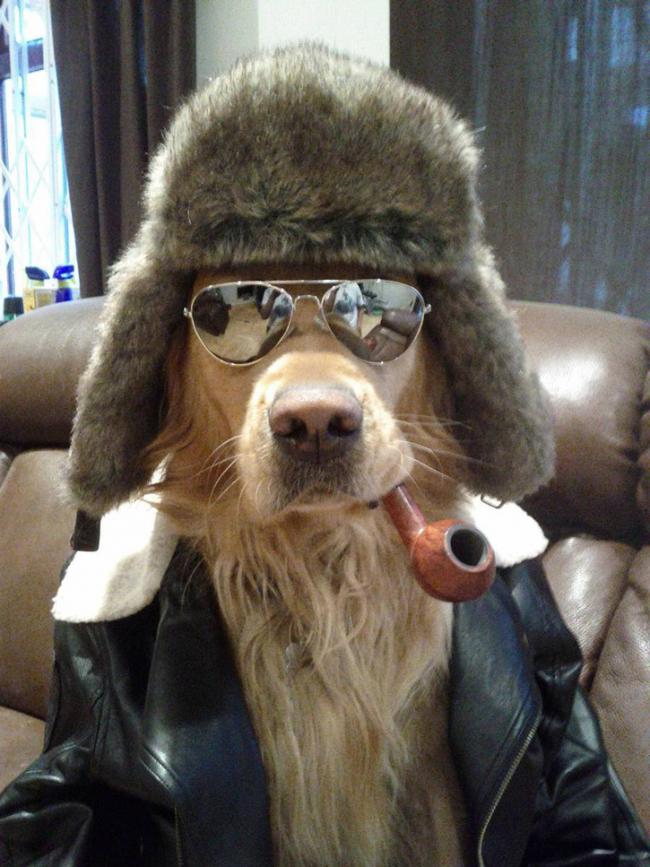 pipe-smoking-dog